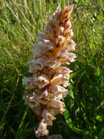 Orobanche hederae